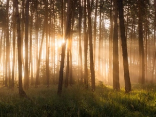 Holzstämme in einem Wald liefern Holz für erneuerbar heizen.